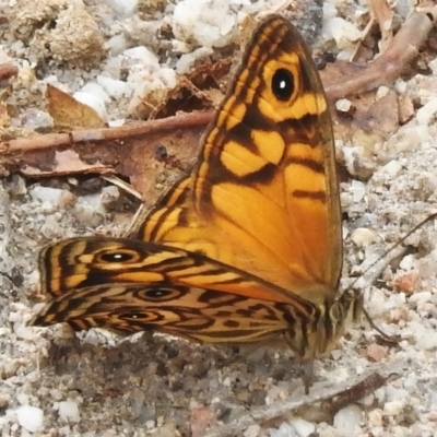 Geitoneura acantha (Ringed Xenica) at Paddys River, ACT - 19 Jan 2023 by JohnBundock