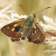 Timoconia flammeata (Bright Shield-skipper) at Birrigai - 19 Jan 2023 by JohnBundock