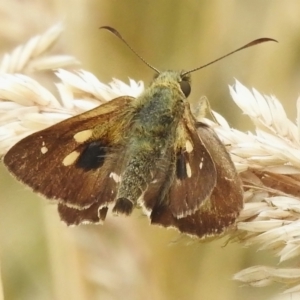 Timoconia flammeata at Paddys River, ACT - 19 Jan 2023