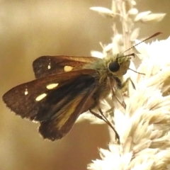 Timoconia flammeata at Paddys River, ACT - 19 Jan 2023