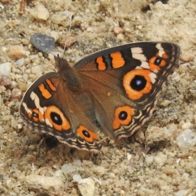 Junonia villida (Meadow Argus) at Tennent, ACT - 18 Jan 2023 by JohnBundock