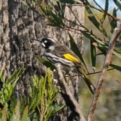 Phylidonyris novaehollandiae (New Holland Honeyeater) at Vincentia, NSW - 16 Jan 2023 by RobG1