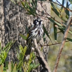 Phylidonyris novaehollandiae at Vincentia, NSW - 16 Jan 2023