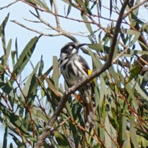 Phylidonyris novaehollandiae at Vincentia, NSW - 16 Jan 2023