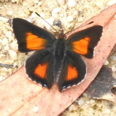 Paralucia aurifera (Bright Copper) at Tidbinbilla Nature Reserve - 15 Jan 2023 by JohnBundock