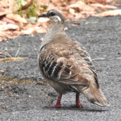 Phaps chalcoptera (Common Bronzewing) at Tidbinbilla Nature Reserve - 17 Jan 2023 by JohnBundock