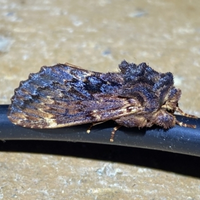 Sorama bicolor (Two-coloured Notodontid) at Jerrabomberra, NSW - 19 Jan 2023 by SteveBorkowskis