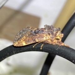 Sorama bicolor at suppressed - 19 Jan 2023