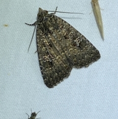 Condica aroana (Small Condica Moth) at Jerrabomberra, NSW - 18 Jan 2023 by SteveBorkowskis