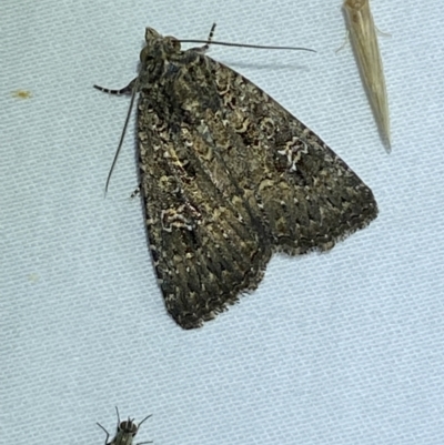 Condica aroana (Small Condica Moth) at Jerrabomberra, NSW - 18 Jan 2023 by SteveBorkowskis