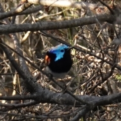 Malurus lamberti (Variegated Fairywren) at Vincentia, NSW - 17 Jan 2023 by RobG1