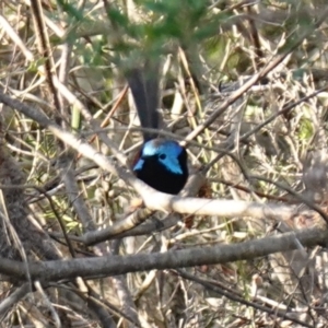 Malurus lamberti at Vincentia, NSW - 17 Jan 2023