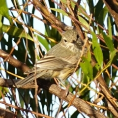 Pachycephala rufiventris (Rufous Whistler) at Vincentia, NSW - 17 Jan 2023 by RobG1