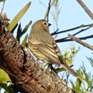 Pachycephala rufiventris at Vincentia, NSW - suppressed