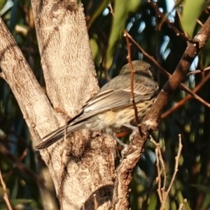 Pachycephala rufiventris at Vincentia, NSW - suppressed