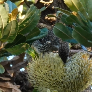 Anthochaera chrysoptera at Vincentia, NSW - 17 Jan 2023