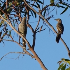 Anthochaera chrysoptera at Vincentia, NSW - 17 Jan 2023 07:25 PM