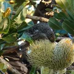 Anthochaera chrysoptera at Vincentia, NSW - 17 Jan 2023