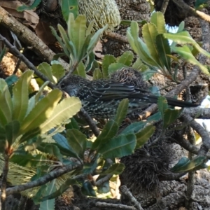 Anthochaera chrysoptera at Vincentia, NSW - 17 Jan 2023