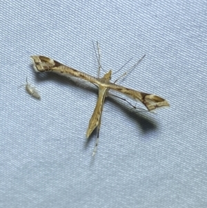 Sinpunctiptilia emissalis at Jerrabomberra, NSW - 18 Jan 2023