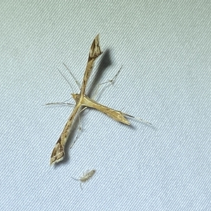 Sinpunctiptilia emissalis at Jerrabomberra, NSW - 18 Jan 2023