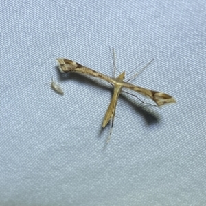 Sinpunctiptilia emissalis at Jerrabomberra, NSW - 18 Jan 2023