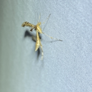 Sinpunctiptilia emissalis at Jerrabomberra, NSW - suppressed