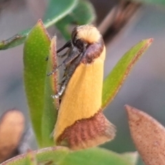 Edosa xystidophora (TBC) at Vincentia, NSW - 17 Jan 2023 by RobG1