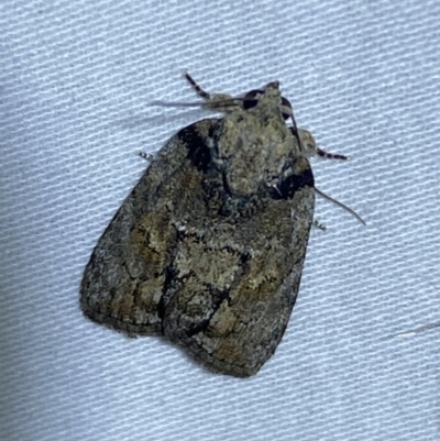 Nanaguna clopaea (a Sarrothripinae moth) at Jerrabomberra, NSW - 16 Jan 2023 by SteveBorkowskis