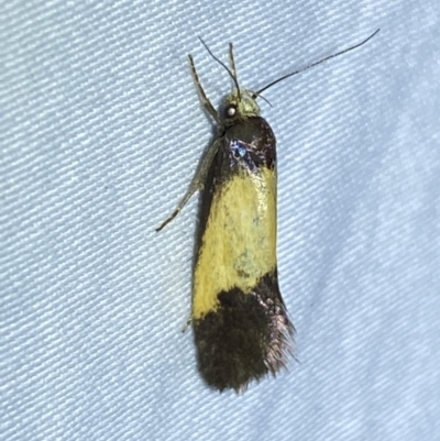 Eulechria heliophanes (A Concealer moth) at Jerrabomberra, NSW - 16 Jan 2023 by SteveBorkowskis