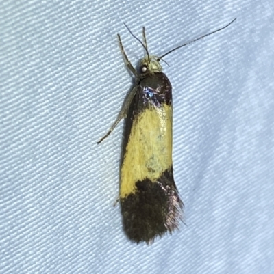 Eulechria heliophanes (A Concealer moth) at Jerrabomberra, NSW - 16 Jan 2023 by Steve_Bok