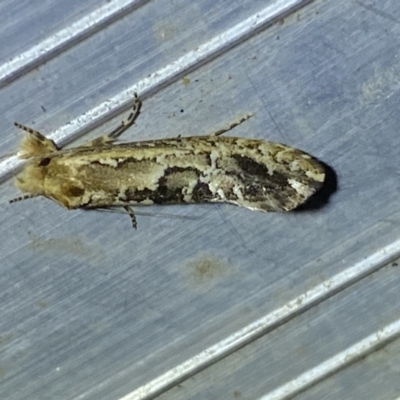 Moerarchis inconcisella (A tineid moth) at QPRC LGA - 16 Jan 2023 by Steve_Bok