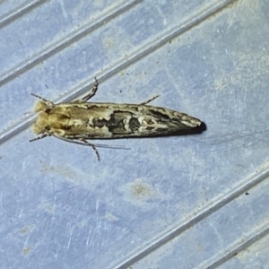 Moerarchis inconcisella at Jerrabomberra, NSW - 16 Jan 2023