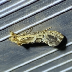 Moerarchis inconcisella at Jerrabomberra, NSW - 16 Jan 2023