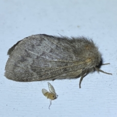 Pernattia pusilla (She-Oak Moth) at Jerrabomberra, NSW - 16 Jan 2023 by SteveBorkowskis