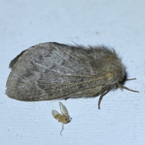 Pernattia pusilla at Jerrabomberra, NSW - 16 Jan 2023