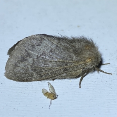 Pernattia pusilla (She-Oak Moth) at QPRC LGA - 16 Jan 2023 by Steve_Bok