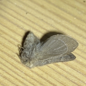 Pernattia pusilla at Jerrabomberra, NSW - 16 Jan 2023