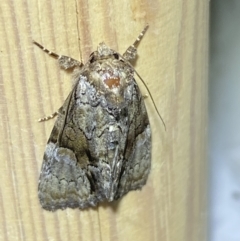 Fascionycta fasciata (Acronictinae Moth) at Jerrabomberra, NSW - 17 Jan 2023 by Steve_Bok