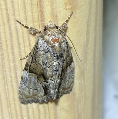 Fascionycta fasciata (Acronictinae Moth) at Jerrabomberra, NSW - 17 Jan 2023 by SteveBorkowskis