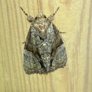 Craniophora fasciata at suppressed - 17 Jan 2023