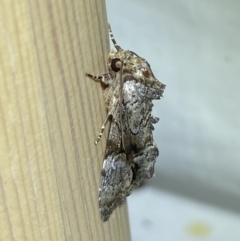 Craniophora fasciata at suppressed - 17 Jan 2023