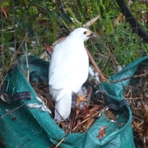 Accipiter novaehollandiae at Vincentia, NSW - 19 Jan 2023