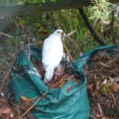 Tachyspiza novaehollandiae at Vincentia, NSW - suppressed