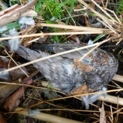 Tachyspiza novaehollandiae at Vincentia, NSW - suppressed