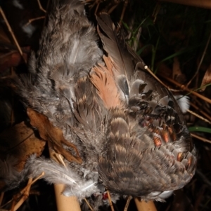 Accipiter novaehollandiae at Vincentia, NSW - 19 Jan 2023