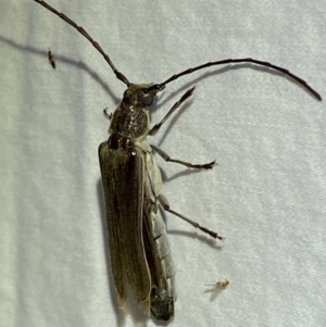 Neostenus saundersii at Jerrabomberra, NSW - 17 Jan 2023