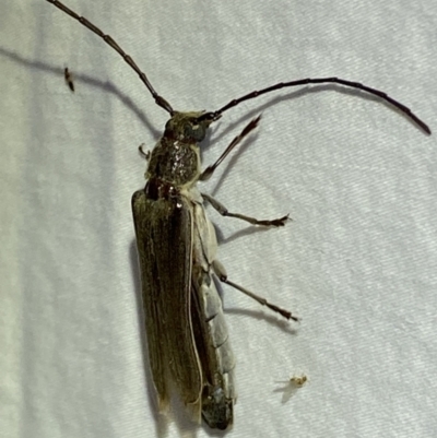 Neostenus saundersii (A longhorn beetle) at Jerrabomberra, NSW - 17 Jan 2023 by Steve_Bok