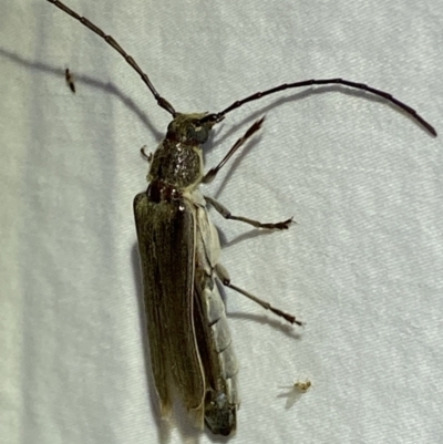 Neostenus saundersii (A longhorn beetle) at QPRC LGA - 17 Jan 2023 by Steve_Bok