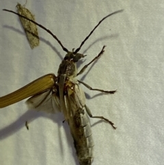 Neostenus saundersii at Jerrabomberra, NSW - 17 Jan 2023